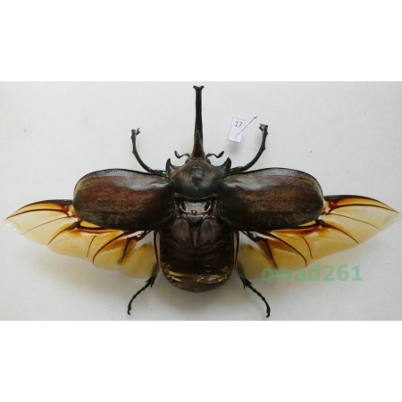 Megasoma elephas elephas (Fabricius, 1775) male Mexico 102mm17